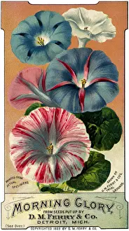 Alignment: Morning Glory