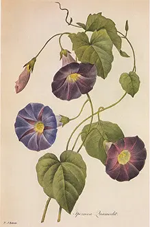 Redoute: Morning Glory