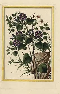 Convolvulus: Morning glory, bindweed species