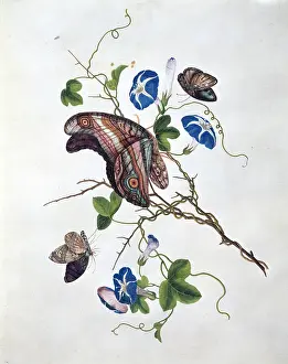 Bind: Morning glory with butterflies