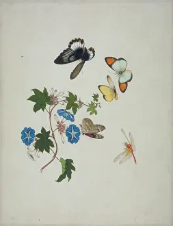 Bind: Morning Glory with butterflies & dragonfly
