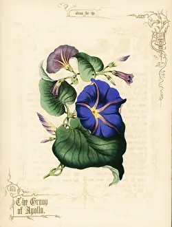 Lithographer: Morning glory flowers and foliage