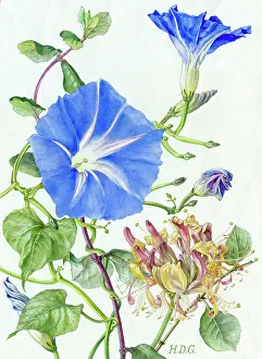 Honeysuckle: Morning Glory and Honeysuckle