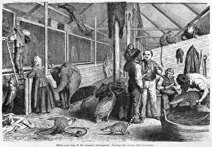 Zoos: MORNING IN MENAGERIE