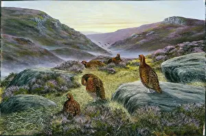 Farbridge: Morning Mist ' grouse in moorland