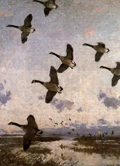 Flocks: Against the Morning Sky