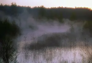Thick: Morning in spring forest, 1998