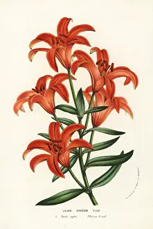 Houtte: Morning star lily, Lilium concolor