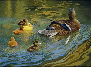 Mallard: The Morning Stretch ' duck and ducklings