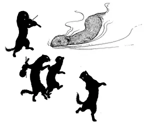 Weasel: One Morning a Weasel Came Swimming