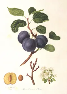 Linnaeus: Moroccan Plums
