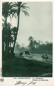 Marrakech: Morocco - Marrakesh - Cluster of Palmtrees