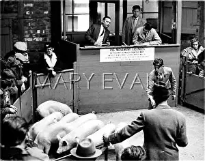 Mart: MORPETH PIG MARKET