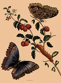 Achilles: Morpho Achilles