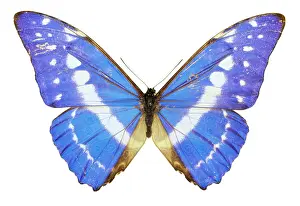 Brush Footed: Morpho cypris, blue morpho butterfly