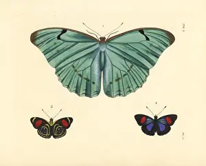 Nymphalis: Morpho and hydaspes eighty-eight butterfly
