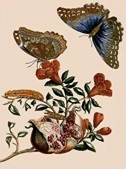 Menelaus: Morpho Menelaus