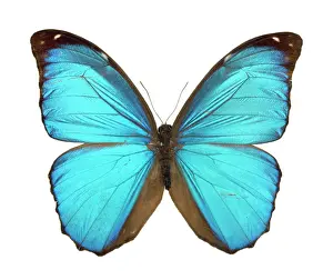 Menelaus: Morpho menelaus, Amazonian butterfly
