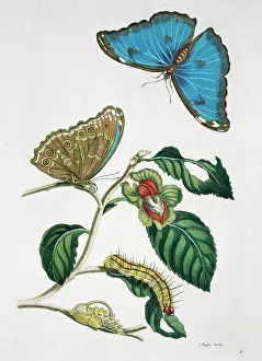 Metamorphosis: Morpho menelaus, blue morpho butterfly