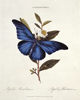 Brush Footed: Morpho rhetenor, blue morpho butterfly