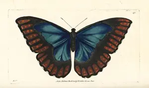 Morpho: Morpho telemachus butterfly
