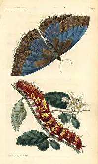 Morpho: Morpho telemachus butterfly