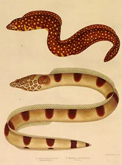 Eels: Morray and Snake Eels