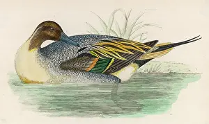 Pintail: MORRIS/DUCK/PINTAIL