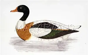 Sheldrake: MORRIS/DUCK/SHELDRAKE