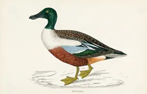 Shoveler: MORRIS/DUCK/SHOVELER