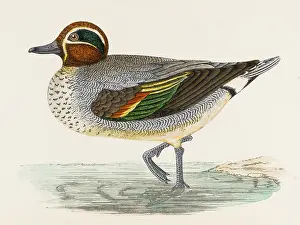 Teal: MORRIS/DUCK/TEAL