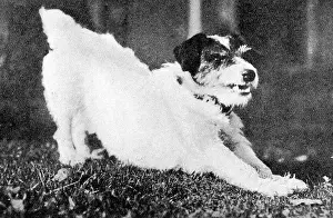 Morty: Morty the dog, mascot of WW1