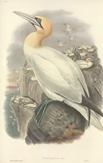 Webbed: Morus bassanus, gannet