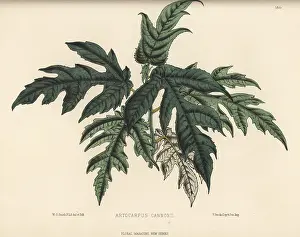 Breadfruit: Mosaic fig, Ficus aspera
