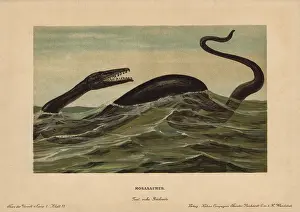 Mosasaur: Mosasaur, Mosasaurus hoffmannii, extinct genus