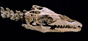 Lacertilia: Mosasaur: Platycarpus ictericus