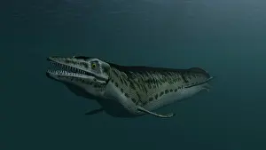 Mosasaur: Mosasaur swimming in prehistoric waters