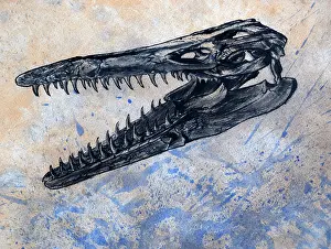 Mosasaur: Mosasaurus dinosaur skull