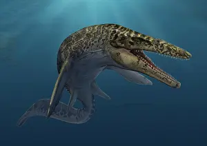 Mosasaur: Mosasaurus hoffmanni swimming in prehistoric waters