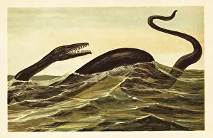 Mosasaur: Mosasaurus hoffmannii, extinct aquatic reptile