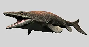 Squamata: Mosasaurus isolated on white background