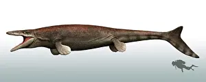 Squamata: Mosasaurus with a scuba diver for size reference
