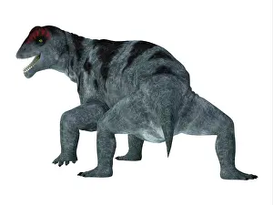 Synapsid: Moschops dinosaur, rear view on white background