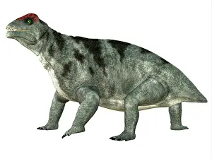 Moschops: Moschops dinosaur, white background
