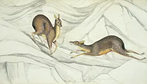 Tibet: Moschus chrysogaster, alpine musk deer
