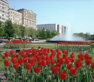 Tulips: Moscow, 1983