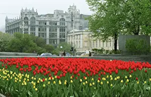 Tulips: Moscow, 1983