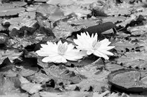 Lilies: Moscow Botanical Garden, 1985