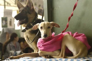 Greyhound: At Moscow Pet Market