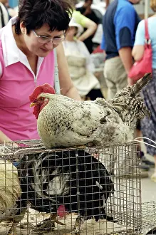 Hens: At Moscow Pet Market